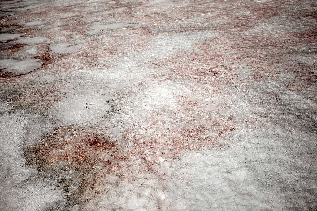 Watermelon snow at King George Island