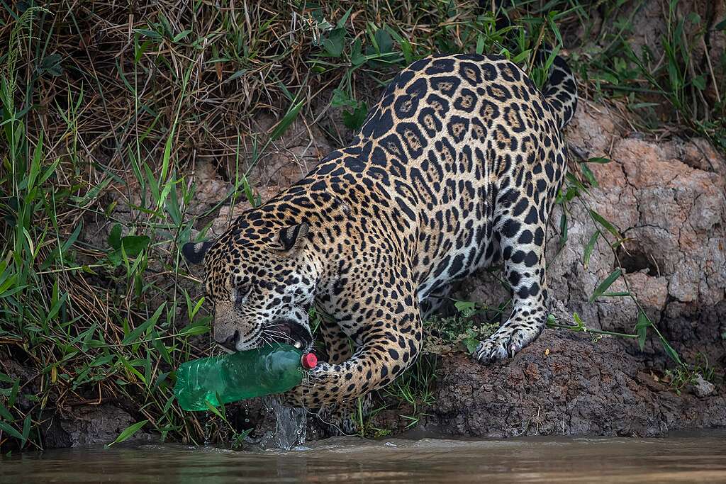 Three-year-old Jaguar playing with a plastic bottle. Pantanal, Brazil, 2019.