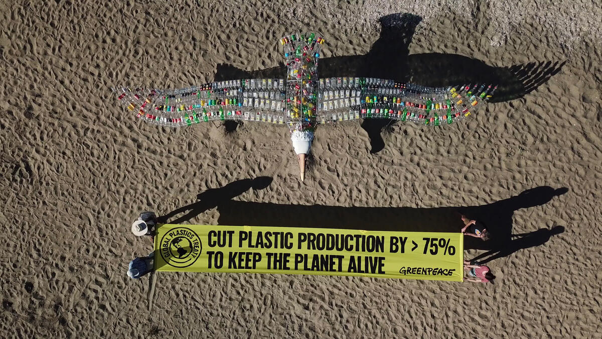 A giant toroa / albatross with a 10-metre wing-span is installed by Greenpeace Aotearoa volunteers on the iconic Mission Bay beach in Auckland New Zealand to call on the New Zealand government to take action on plastic pollution and commit to support a stronger Global Plastics Treaty of 75% plastic reduction by 2040 ahead of the 3rd Intergovernmental Negotiating Committee (INC3) in Nairobi, Kenya on November 13th.