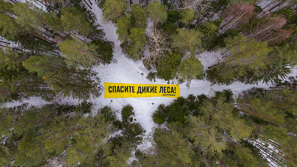Photo op in the forest of the Pryazhinsky district of the Republic of Karelia for the project "Save Wild Forests".
Activists stretched out a 15-meter banner reading "Save Wild Forests" (in Russian) among trees in the forest. © Greenpeace