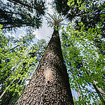 Expedition's Day 10 in Bucovina, Romania. Mobile Rescue Station met a local reputed activist called Tibi, who dedicated his life to exposing illegal logging and who keeps signalling a lot of cases of illegal transport, some of which are captured by the supervising camera installed in front of his house. We visited a site that is already under investigation to look at evidence about one particular method of wood theft conducted by the state forestry department in Romania. We learned and measured ourselves how the foresters are underestimating the volume of the trees before they are logged. In that way, a lot more wood is exiting the forest in reality than legal permits officially state. This type of unsustainable forestry management is contributing a lot to the destruction in the Carpathians.