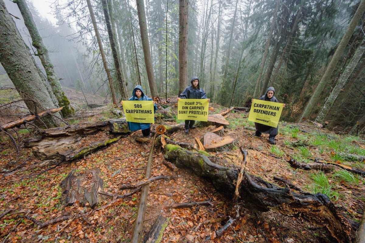 Activists stand in the Carpathian forest holding banners that read: 'SOS Carpathians' and 'Carpathian Defenders' Activists stand in the Carpathian forest holding banners that read: 'SOS Carpathians' and 'Carpathian Defenders'
