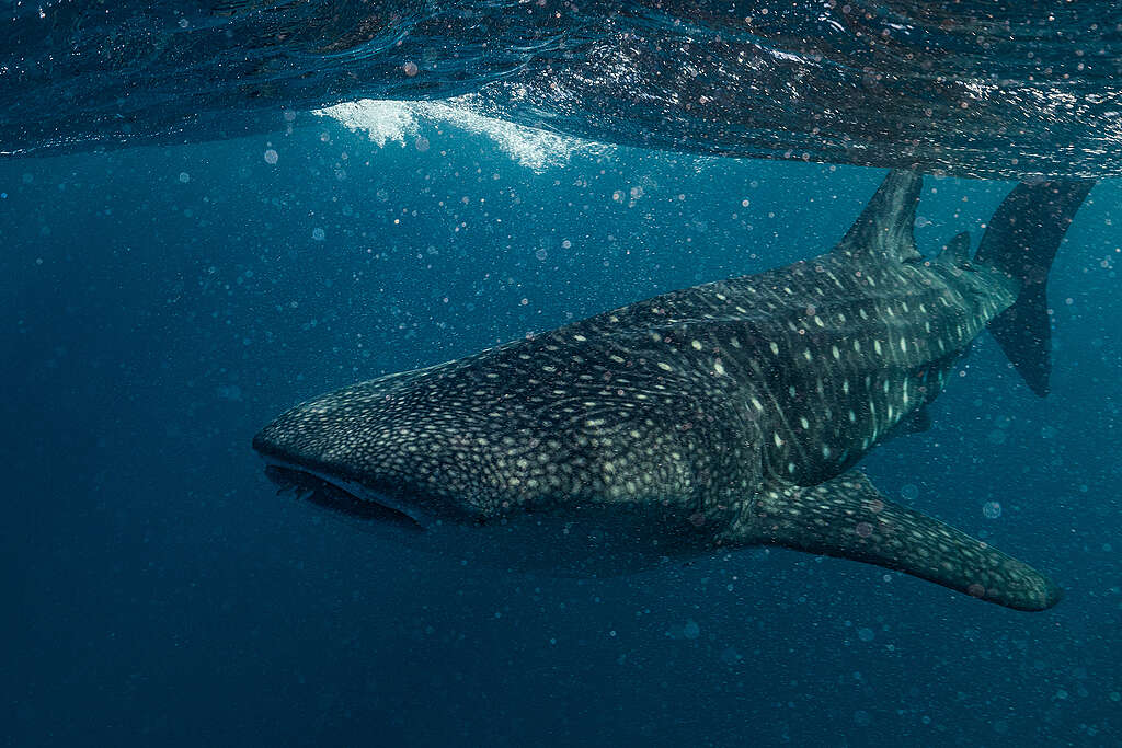 Whale shark seen during Greenpeace Rainbow Warrior documentation trip off Exmouth, Western Australia. © Harriet Spark / Grumpy Turtle Film / Greenpeace © Harriet Spark / Grumpy Turtle Film / Greenpeace