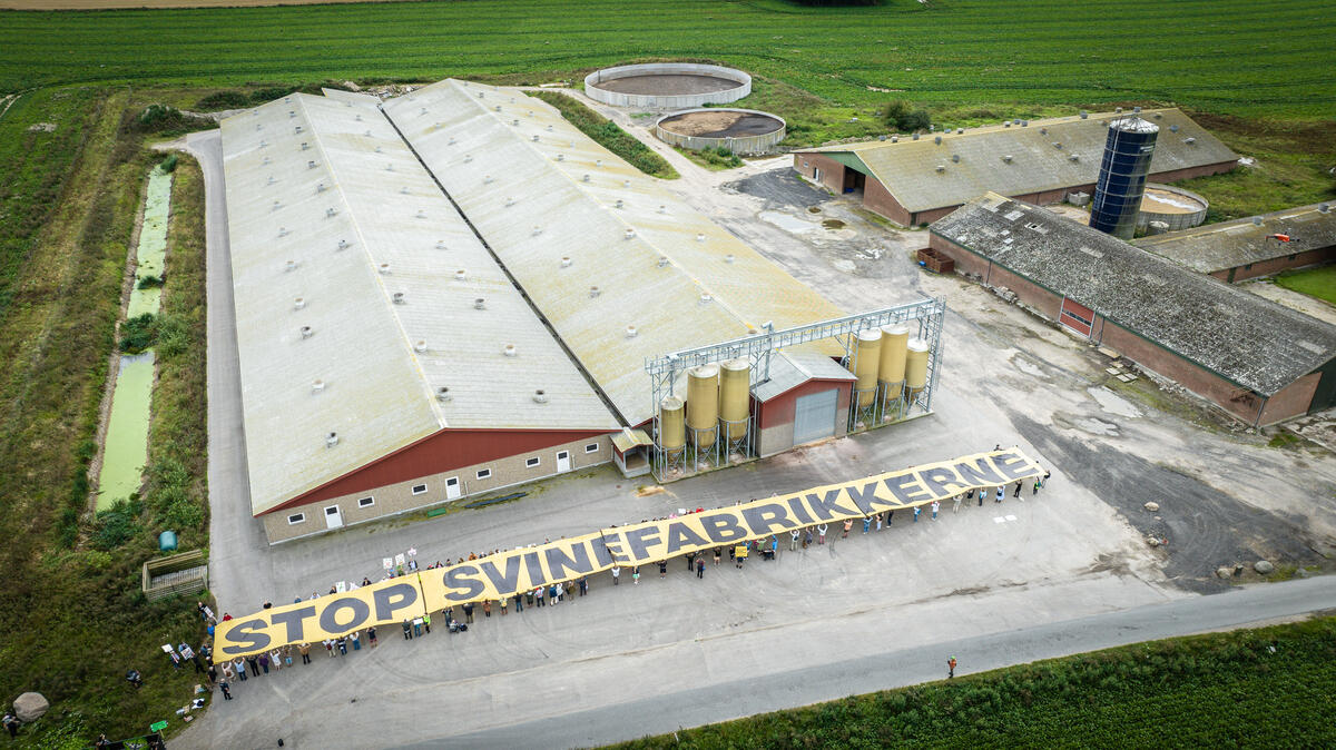 Demonstration against Pig Factory Expansion in Denmark. © Erik Albertsen / Greenpeace Demonstration against Pig Factory Expansion in Denmark. © Erik Albertsen / Greenpeace