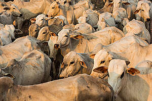 Cattle in the Amazon. © Bruno Kelly / Greenpeace