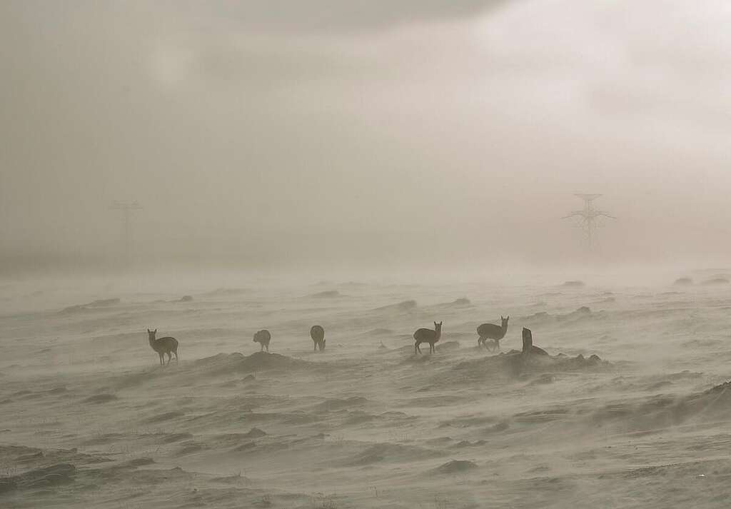 Biodiversity photography by Tibetan photographer Puwajie. © Pu Wajie