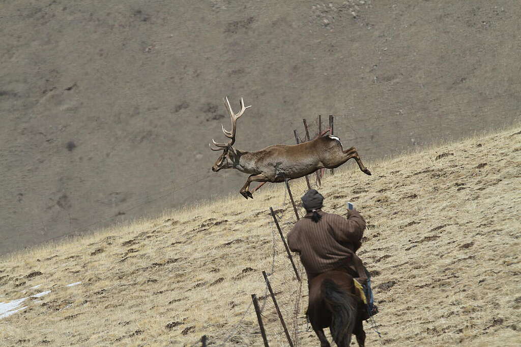 Biodiversity photography by pastoral photographer Ba De. © Nils Bade