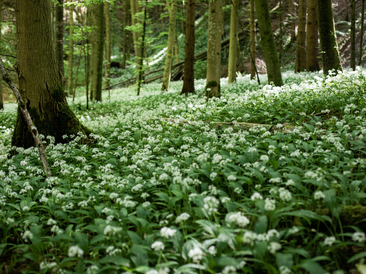 Spring in Switzerland. Greenpeace/Anne Gabriel-Jürgens