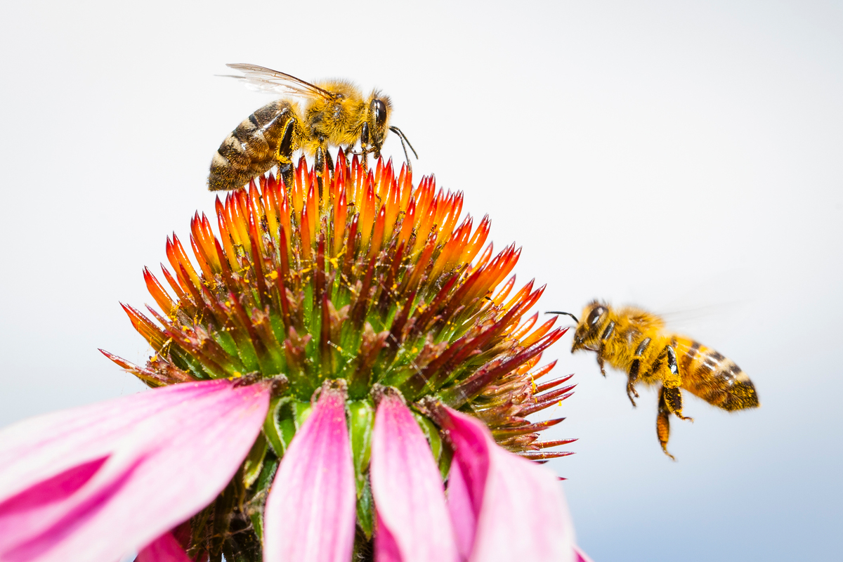 Bees on Blossoms in Germany. © Axel Kirchhof / Greenpeace