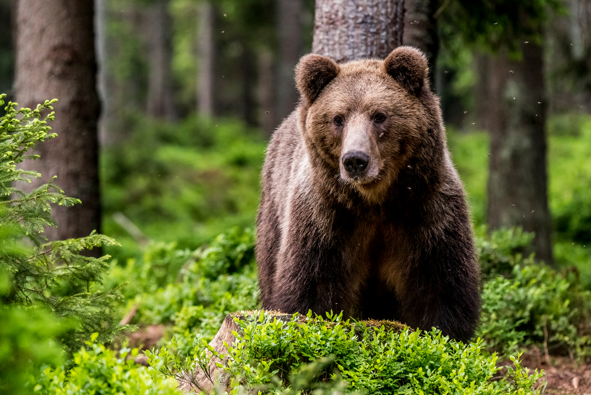 Oso pardo euroasiático en los Cárpatos. © Tomáš Hulík / Greenpeace