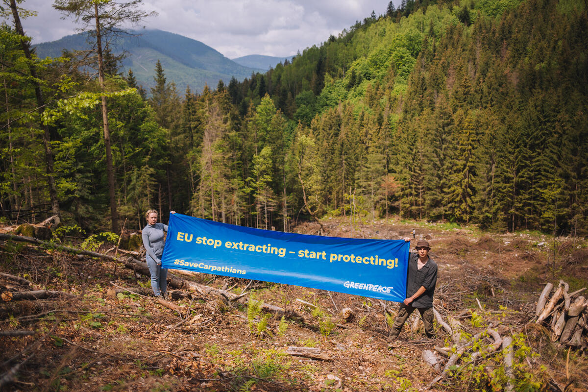 Pancarta en los bosques de los Cárpatos en Ucrania. © Dominik Werner / Paz verde