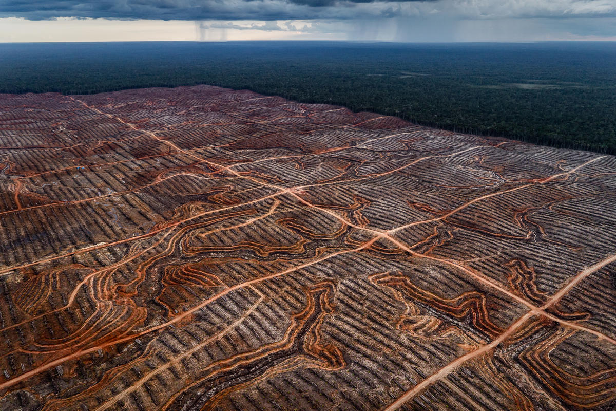 PT Megakarya Jaya Raya (PT MJR) Oil Palm Concession in Papua Documentation of landcover, forest clearance and plantation development in PT Megakarya Jaya Raya (PT MJR) oil palm concession, part of the Hayel Saeed Anam group which has a number of palm oil related interests including Pacific Inter-Link which controls HSA's palm oil refining and trading interests.