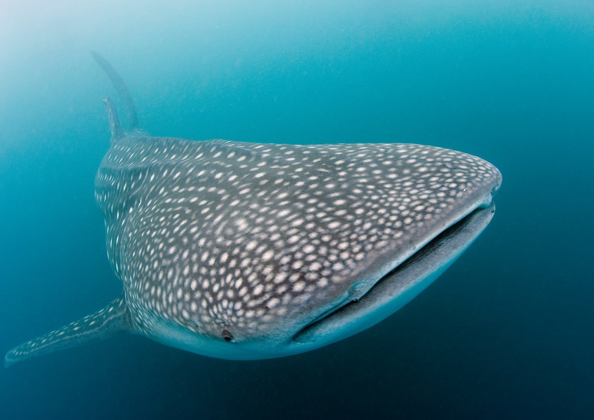 Whale Shark - Philippines 2006. © Greenpeace / Gavin Newman