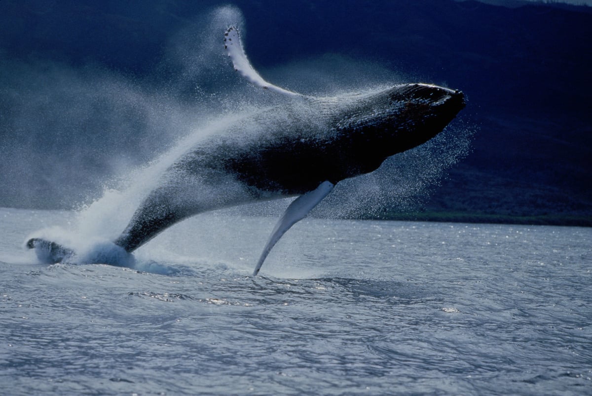 Humpback Whale in Hawaii. © Michael S. Nolan / SeaPics.com