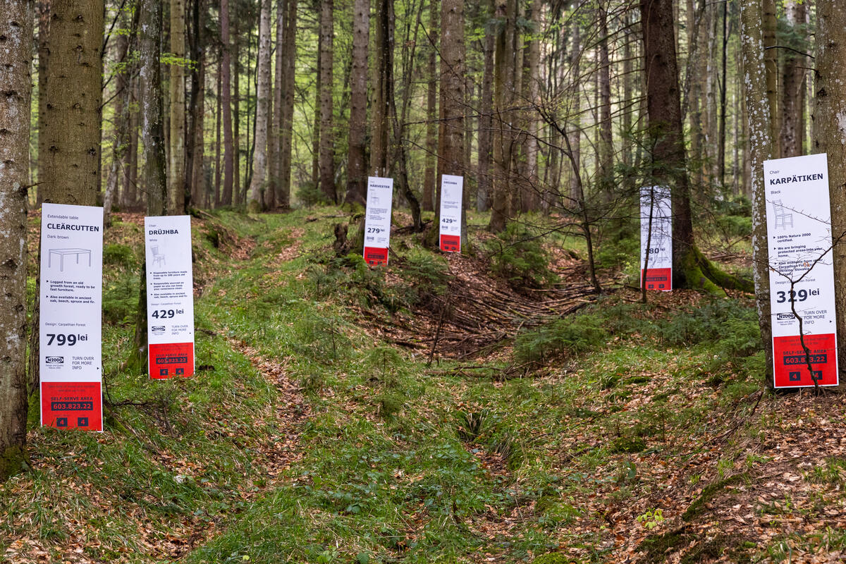 Activists Place IKEA CLEÄRCUTTEN and FORESTGÖNE Labels in Old-Growth Forest in Romania. © Greenpeace