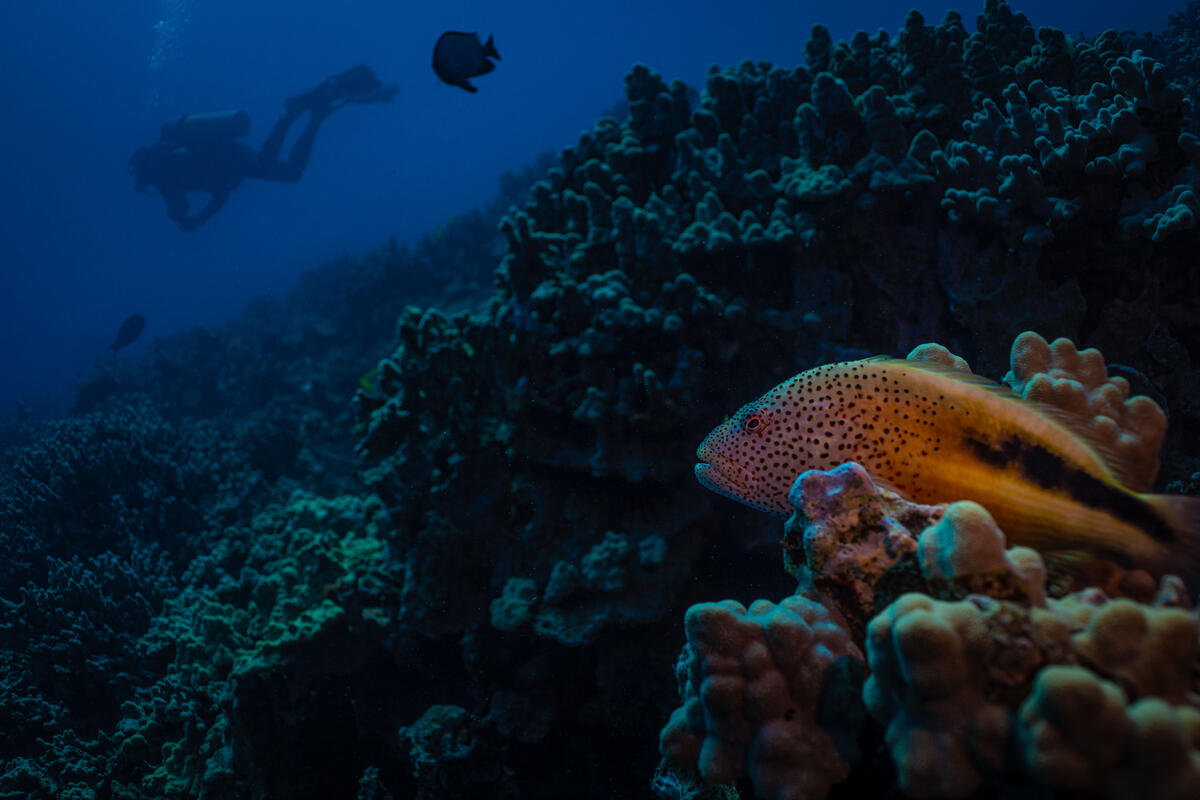 Reef Life in Big Island, Hawaii. © Lorenzo Moscia / Greenpeace