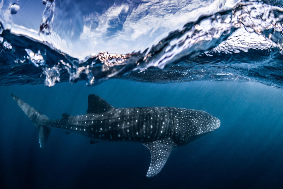 Whale Shark on Ningaloo Reef. © Greenpeace / Lewis Burnett