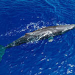 Sperm Whale diving in the Sargasso Sea sanctuary.