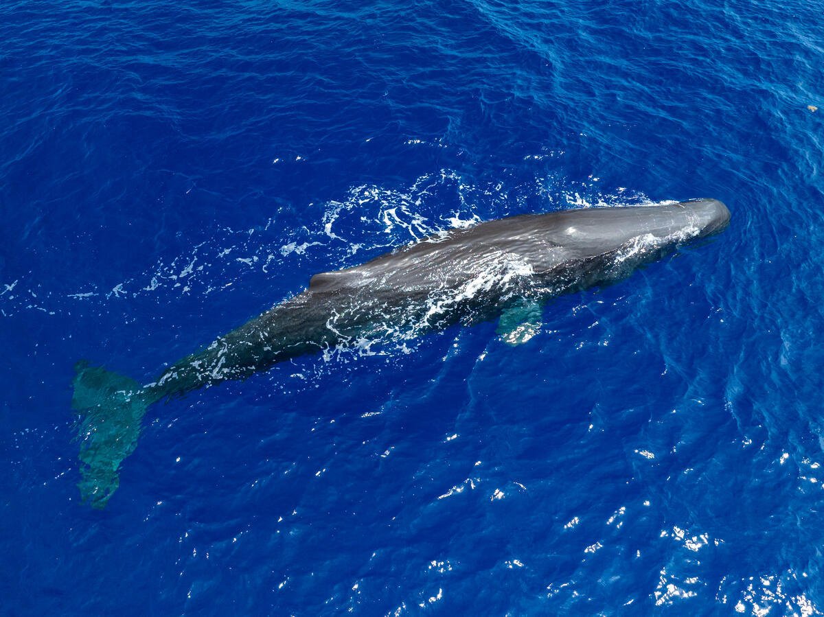 Threatened whale species found in areas targeted by The Metals Company for deep sea mining, scientists warn