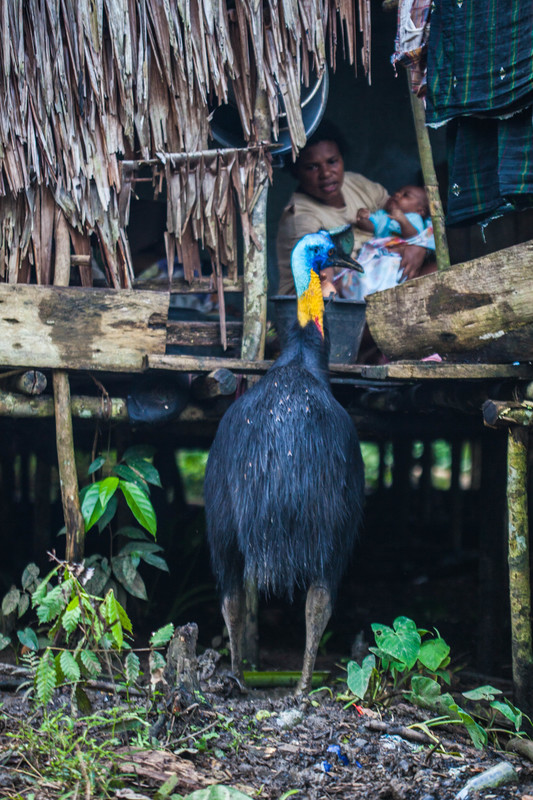 A cassowary spotted in Sorong, West Papua. Behind it, a mother with a child in a hut observes the bird. A cassowary spotted in Sorong, West Papua. Behind it, a mother with a child in a hut observes the bird.