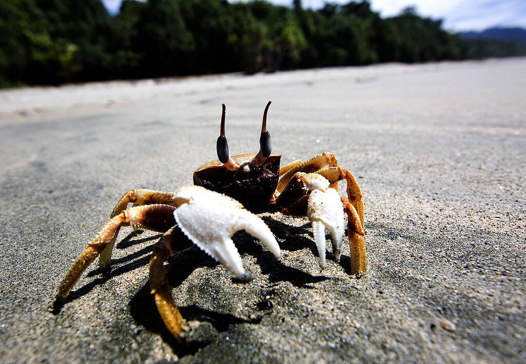 Crab in West Papua. © Paul Hilton / Greenpeace Crab in West Papua. © Paul Hilton / Greenpeace