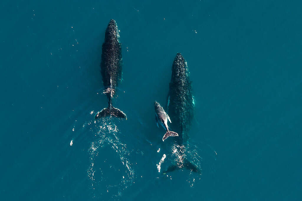 Humpback Whales along Ningaloo Coastline in Western Australia. © Greenpeace / Tiffany Klein Humpback Whales along Ningaloo Coastline in Western Australia. © Greenpeace / Tiffany Klein
