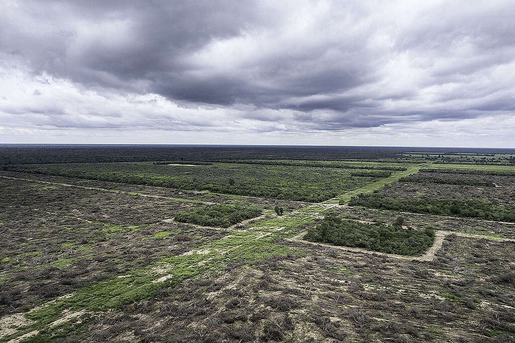 Deforestation in the province of Formosa. March 2023     © Martín Katz / Greenpeace