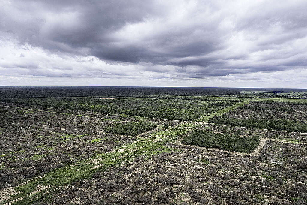 Deforestation in the province of Formosa. March 2023    