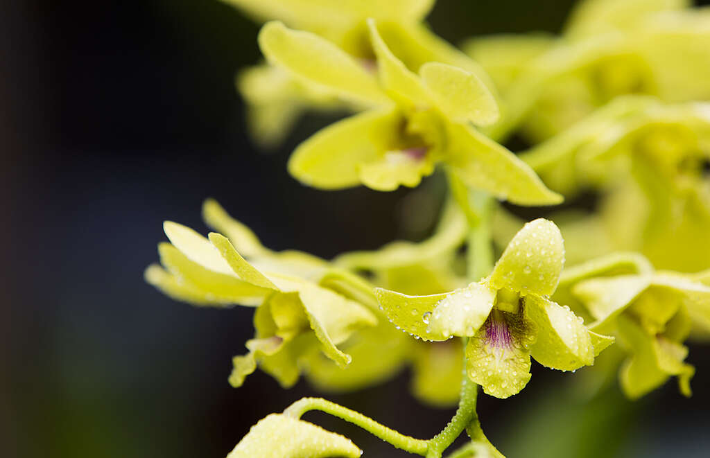 Yellow orchid in Papua. © Paul Hilton / Greenpeace Yellow orchid in Papua. © Paul Hilton / Greenpeace
