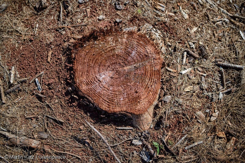 Tree cut in Misiones, Argentina © Martín Katz / Greenpeace