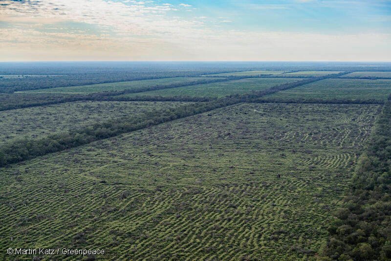 Aerial view of Deforestation in the Gran Chaco© Martín Katz / Greenpeace