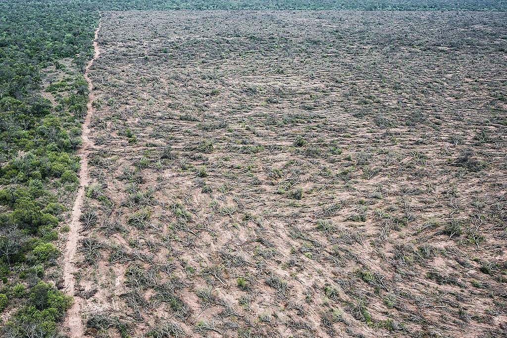 2023 Clearings in Chaco. © Alejandro Espeche / Greenpeace