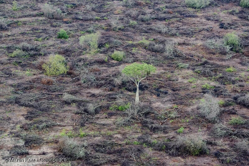 Clearings in Chaco © Martin Katz / Greenpeace