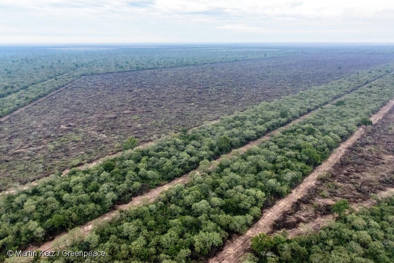 Great Chaco © Martín Katz / Greenpeace   