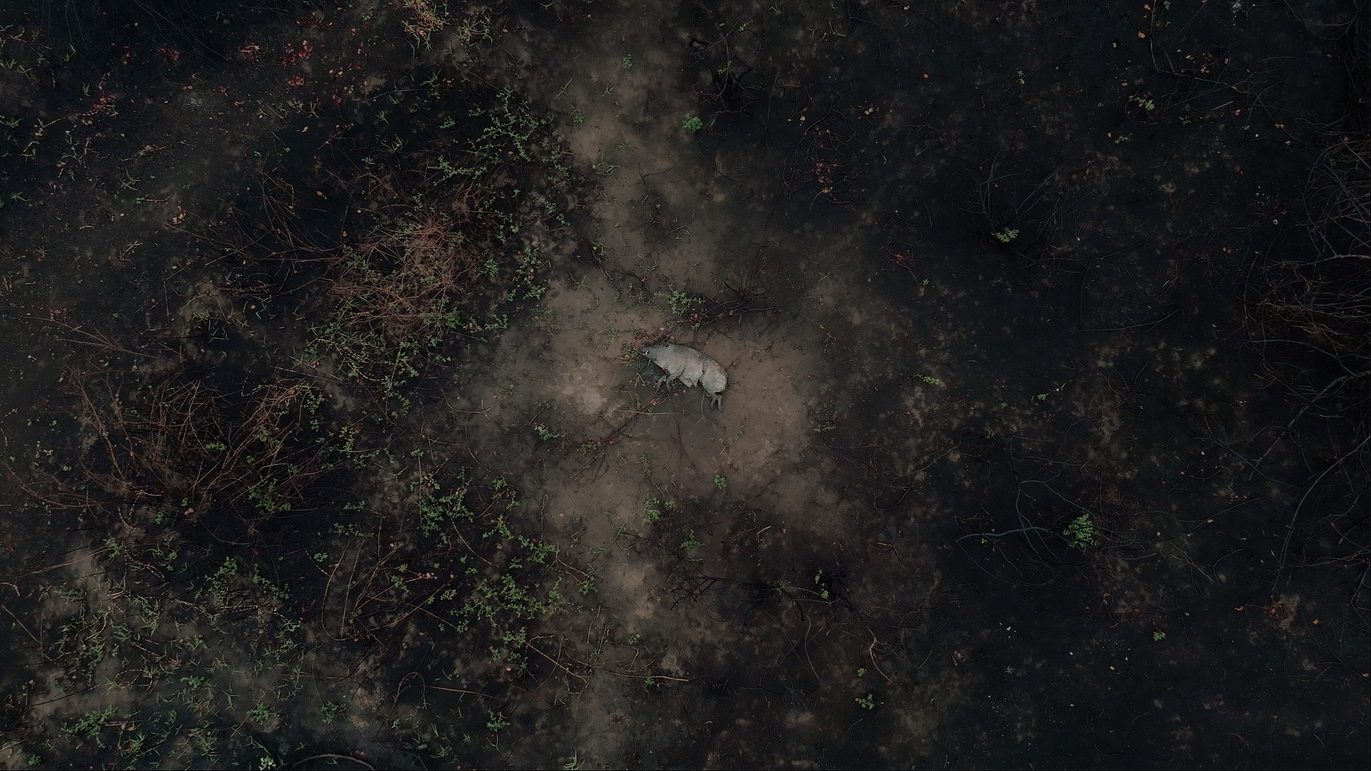 Forest fires rage through the Pantanal, Brazil, devastating vast areas of the world's largest tropical wetland. Countless animals perish in the forest fires. © Greenpeace / Studio Birthplace.
