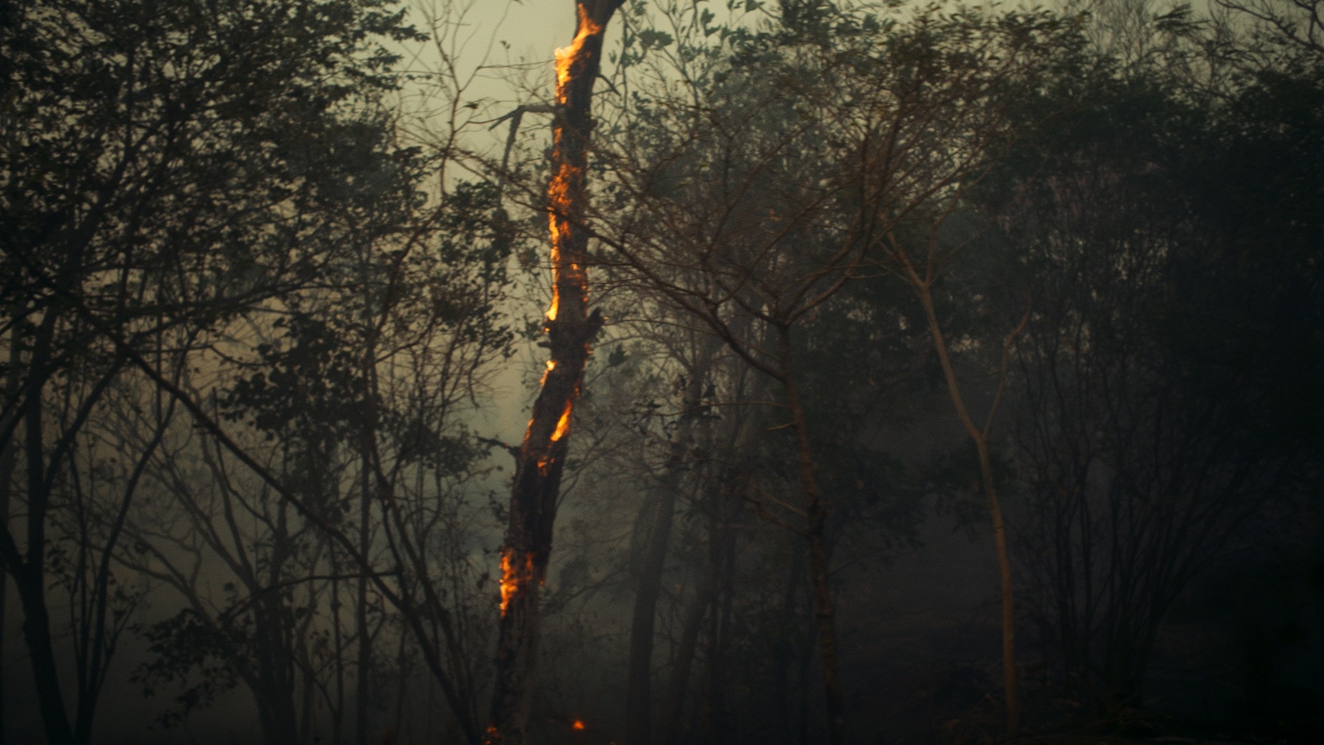 Forest fires rage through the Pantanal, Brazil, devastating vast areas of the world's largest tropical wetland. © Greenpeace / Studio Birthplace.