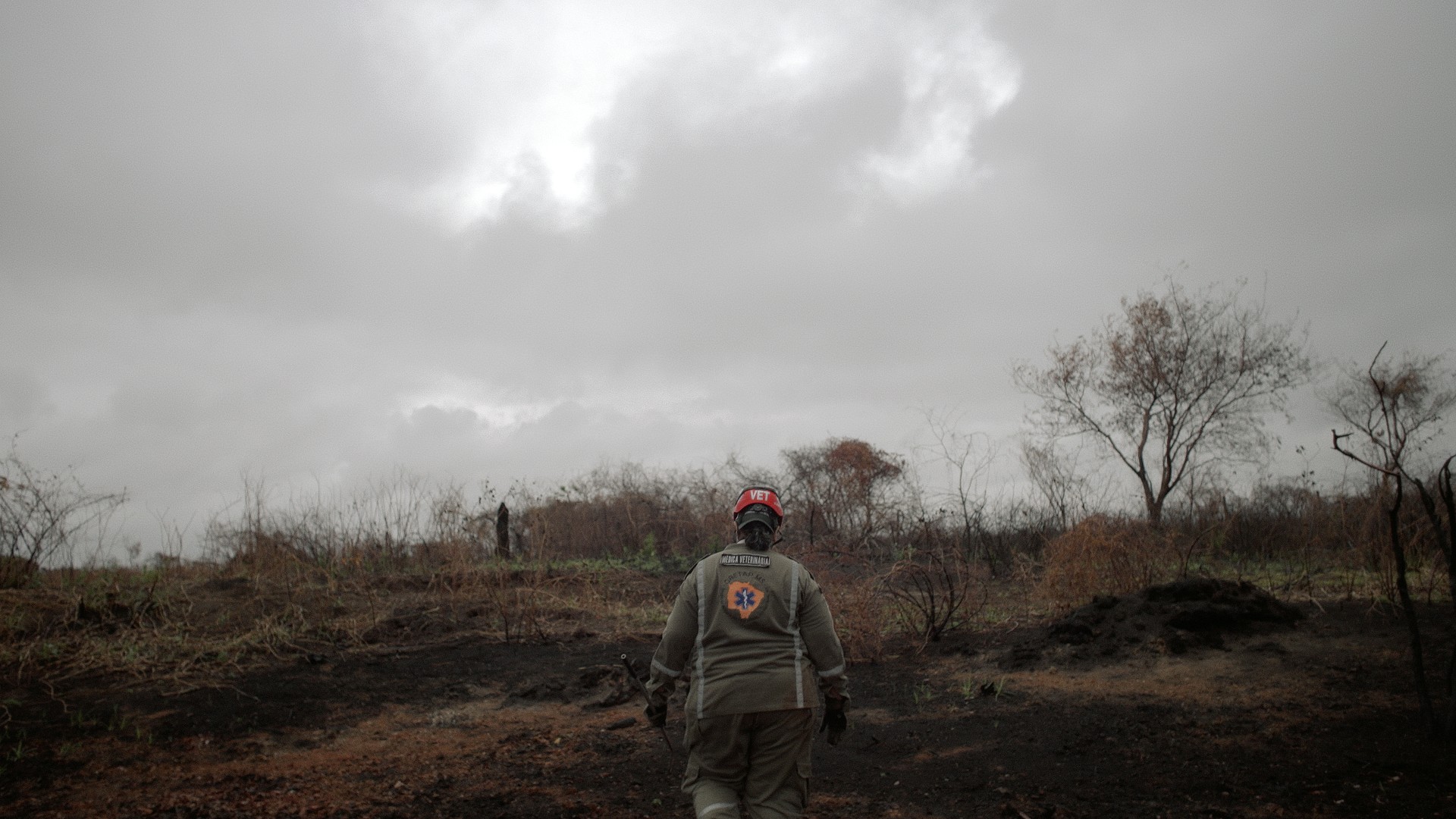 Countless animals perish in the forest fires, while firefighting volunteers like Paula (shown here in the centre of the photo) work tirelessly to contain the flames, care for injured wildlife, and reintroduce them to their natural habitats.