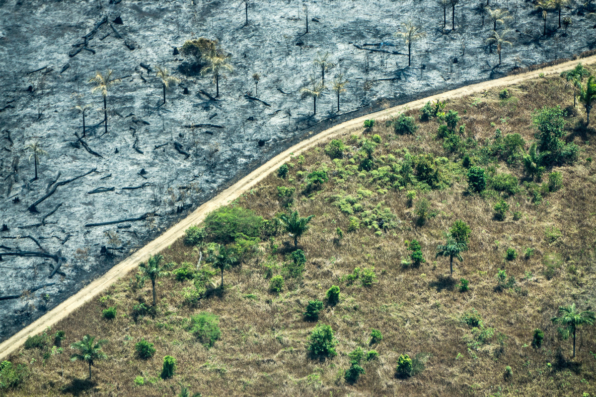 Deforestation in the Amazon Caused by Forest Fires. © Rogério Assis / Greenpeace Deforestation in the Amazon Caused by Forest Fires. © Rogério Assis / Greenpeace