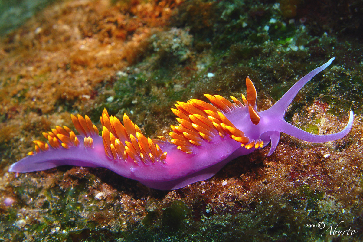 Nudibranch in the Gulf of California, Mexico © Octavio Aburto / Greenpeace