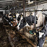 Photos handed to Greenpeace showing chained-up cows on different farms that supply the Bärenmarke Dairy Hochwald (Hesse) in Germany. The cows can hardly move, let alone walk around or feed from the pasture. Greenpeace demands that this type of farming is made illegal as it does not fulfil animal welfare requirements.
Dirty feeding table, dirty trough, rubbing marks on the neck.  It is difficult to operate the pressure tongue in the trough to trigger the water flow. The trough would need to be turned at least 90° towards the cow to allow normal drinking.
