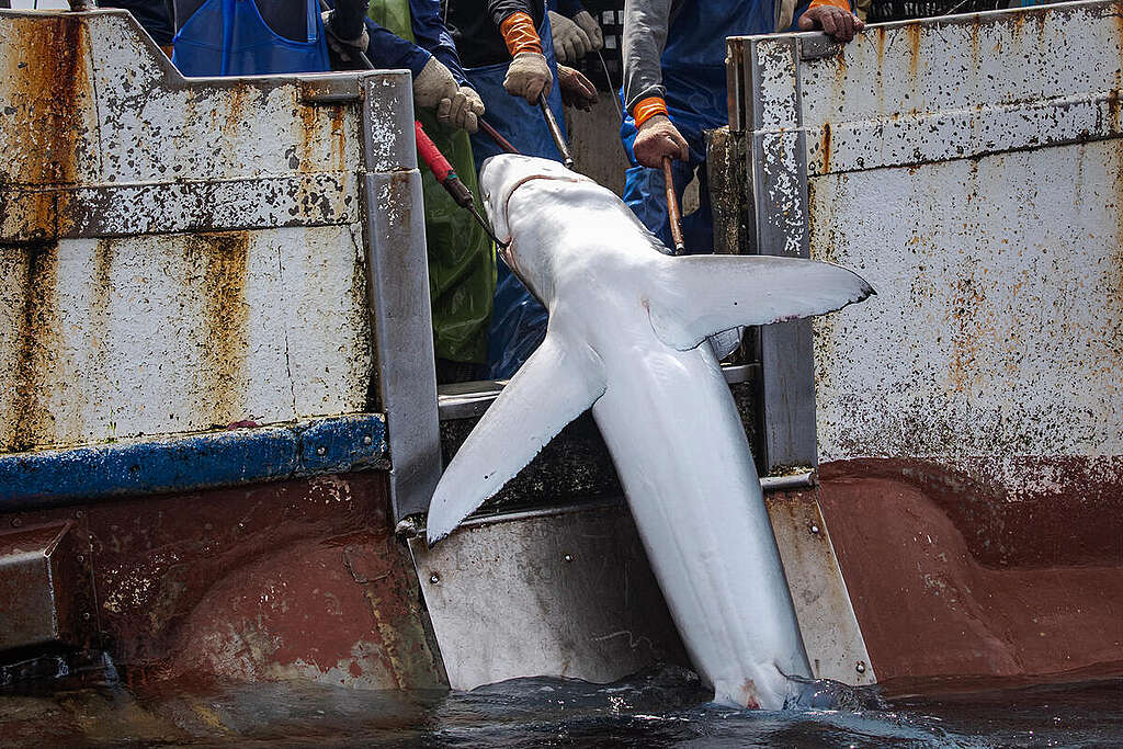 A shark hauled by fishers onboard the Taiwanese flagged longliner Chuan Shenq No. 226 in the North Pacific Ocean. © Ulet Ifansasti / Greenpeace © Ulet Ifansasti / Greenpeace A shark hauled by fishers onboard the Taiwanese flagged longliner Chuan Shenq No. 226 in the North Pacific Ocean. © Ulet Ifansasti / Greenpeace © Ulet Ifansasti / Greenpeace