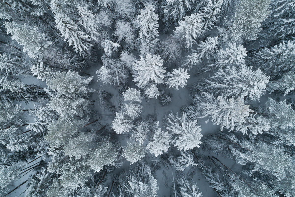 Reindeer and Forest Documentation in Jämtland. © Christian Åslund / Greenpeace An aerial image looking straight downwards at the tips of ice covered trees in a Swedish forest.