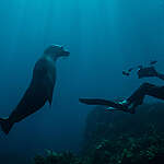 Australian Sea Lion investigates a fellow diver and filmmaker Stefan Andrews. Pearsons Island, Great Southern Reef.