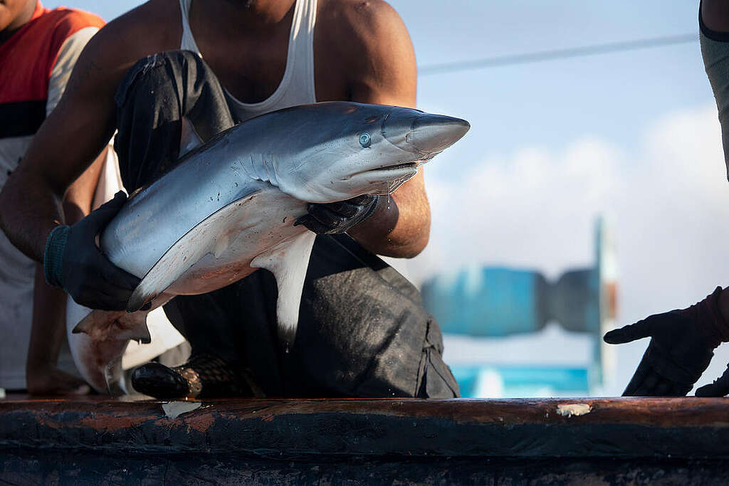 Bycatch in Northern Indian Ocean. © Abbie Trayler-Smith / Greenpeace Bycatch in Northern Indian Ocean. © Abbie Trayler-Smith / Greenpeace
