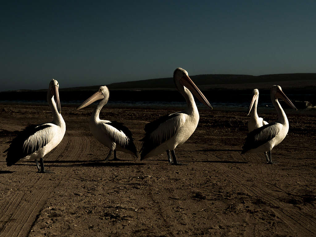 Pelicans Waiting for Fishermen to Come Back from Sea in Australia. © Michaela Skovranova / Greenpeace Pelicans Waiting for Fishermen to Come Back from Sea in Australia. © Michaela Skovranova / Greenpeace