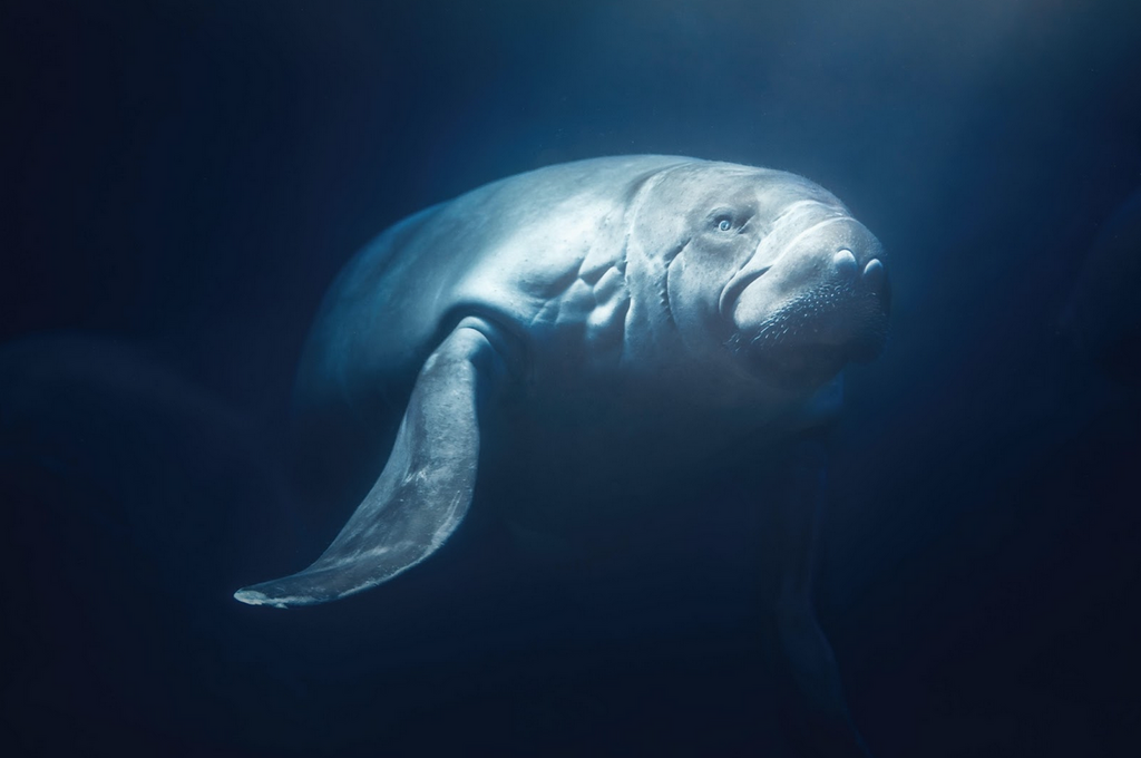 Image of a manatee underwater.