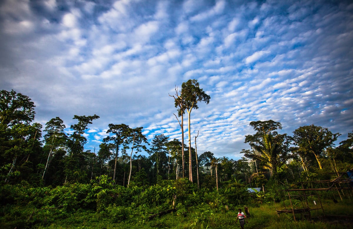 Tropical Forests Forever Facility could be a breakthrough on forest protection, but key issues need to be addressed, Greenpeace position paper