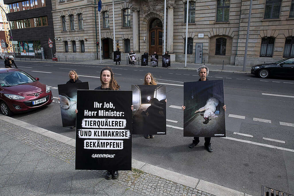 Greenpeace activists demonstrate with photos of injured, sick and dead pigs in front of the official seat of the new Federal Minister of Agriculture, Alois Rainer (CSU) in Berlin. On a sign in front of the Ministry the environmental activists demand: Greenpeace activists demonstrate with photos of injured, sick and dead pigs in front of the official seat of the new Federal Minister of Agriculture, Alois Rainer (CSU) in Berlin. On a sign in front of the Ministry the environmental activists demand: