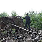 “A lone rainforest tree stump stands in a forestry concession held by PT Industrial Forest Plantation — logged to make way for a pulpwood monoculture plantation. The Under The Eagle’s Shadow report sets out strong evidence that a number of companies including this one are ‘shadow’ companies under common control with the RGE/Tanoto group.”