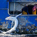 A near threatened blue shark is pulled up on a Spanish longliner vessel in the South Pacific Ocean.

The Rainbow Warrior is in the South Pacific Ocean to  expose longline fishing and call on governments to ratify the Global Ocean Treaty and create a network of protected areas in the High Seas.